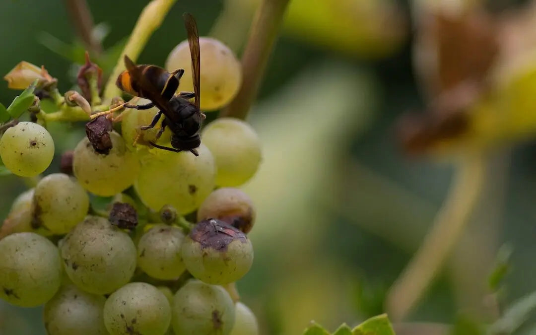 Asian Hornets survive their first UK winter